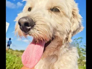 Cachorro raça Poodle idade 2 anos nome Snoop