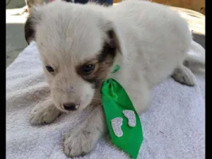 Cachorro raça SRD idade 2 a 6 meses nome Toy