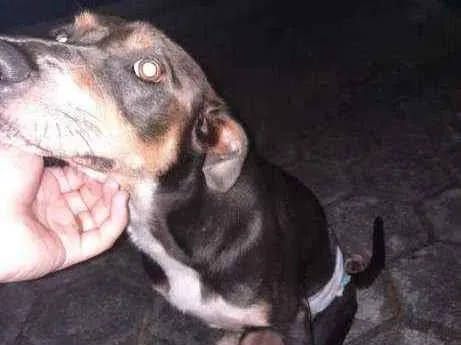 Cachorro ra a Sem Raça Definida idade 2 anos nome Zeus