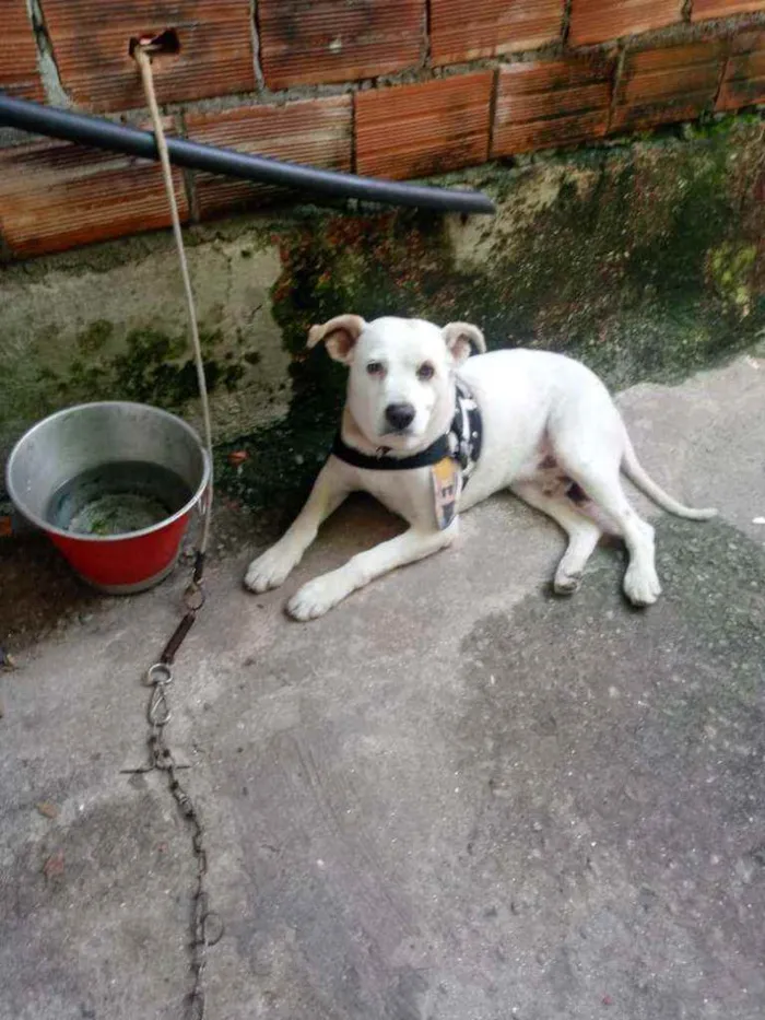 Cachorro ra a SRD idade  nome Banco