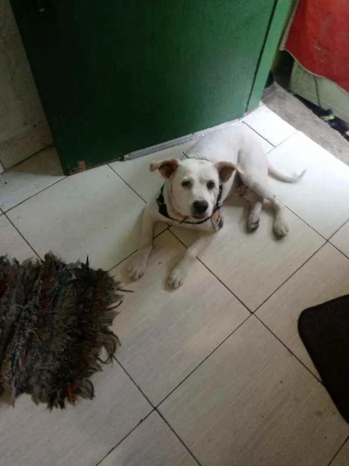 Cachorro ra a SRD idade  nome Banco