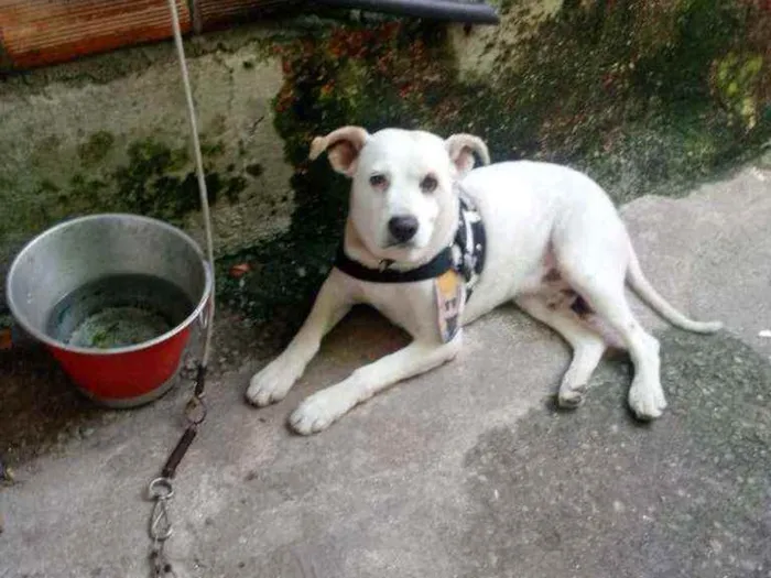 Cachorro ra a SRD idade  nome Banco