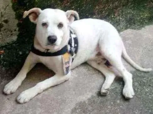 Cachorro ra a SRD idade  nome Banco