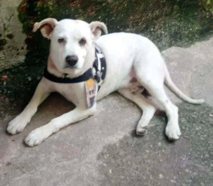 Cachorro ra a SRD idade  nome Banco