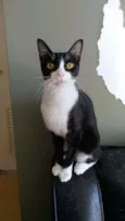 Margô