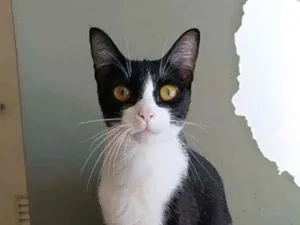 Gato raça Srd idade 7 a 11 meses nome Margô