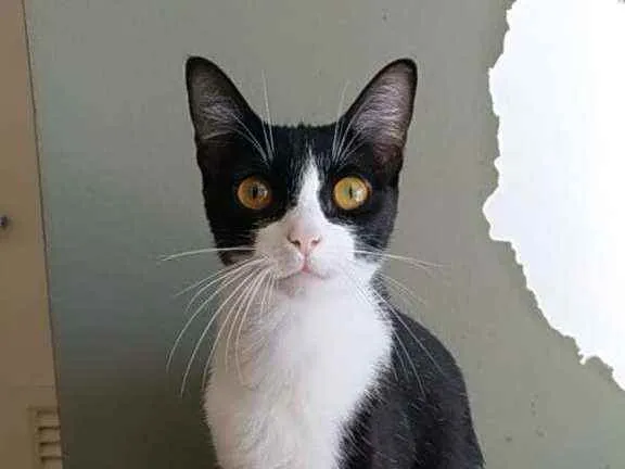 Gato ra a Srd idade 7 a 11 meses nome Margô