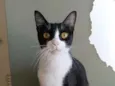 Margô