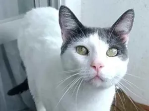 Gato raça Srd idade 1 ano nome JOHN