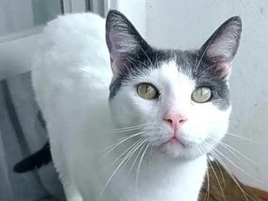 Gato ra a Srd idade 1 ano nome JOHN