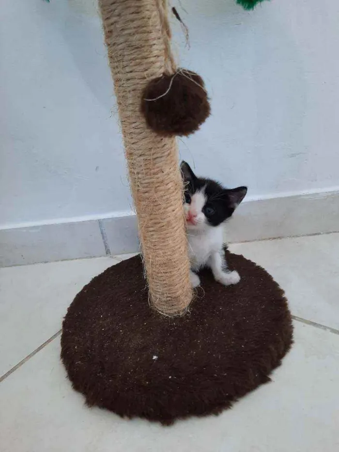 Gato ra a S.R.D. idade Abaixo de 2 meses nome Mingau