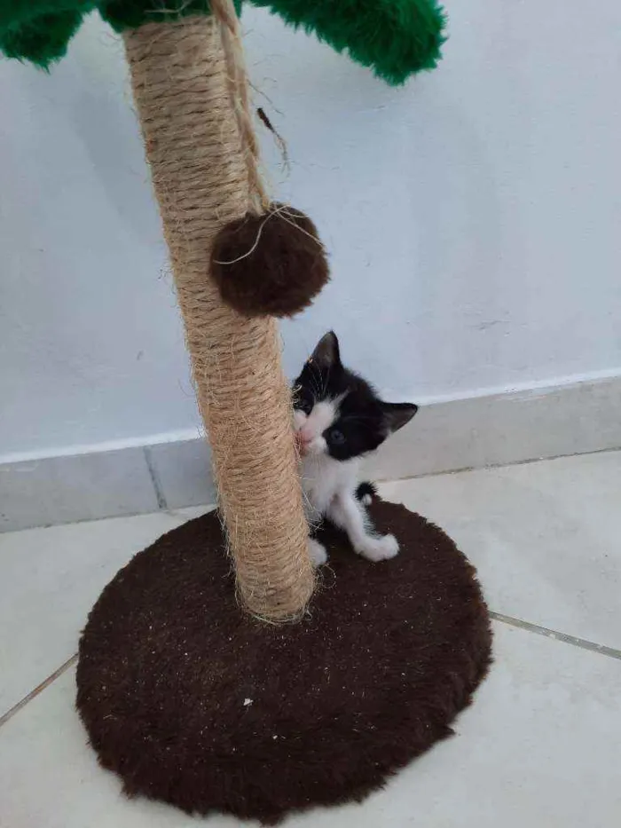 Gato ra a S.R.D. idade Abaixo de 2 meses nome Mingau