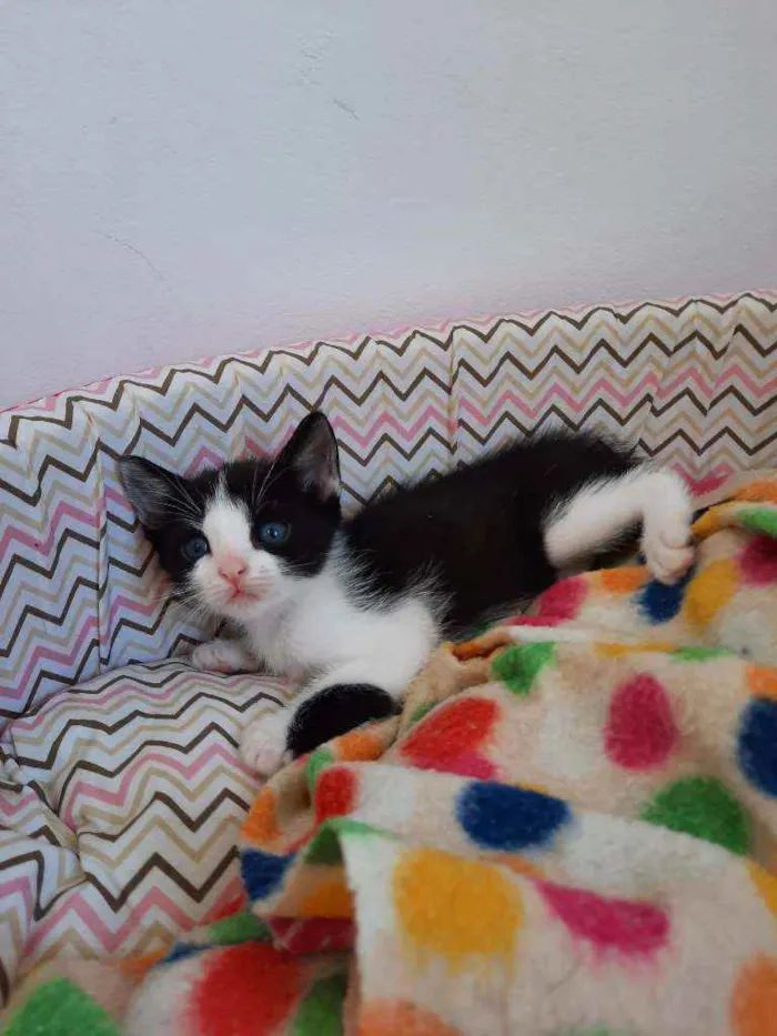Gato ra a S.R.D. idade Abaixo de 2 meses nome Mingau
