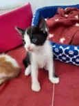 Mingau