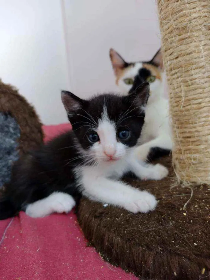 Gato ra a S.R.D. idade Abaixo de 2 meses nome Mingau