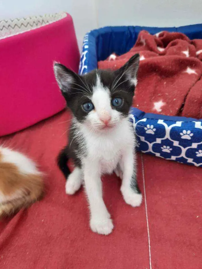 Gato ra a S.R.D. idade Abaixo de 2 meses nome Mingau
