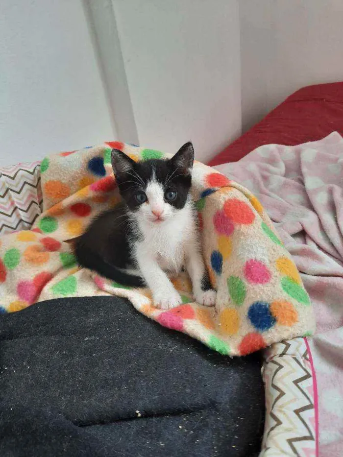 Gato ra a S.R.D. idade Abaixo de 2 meses nome Mingau