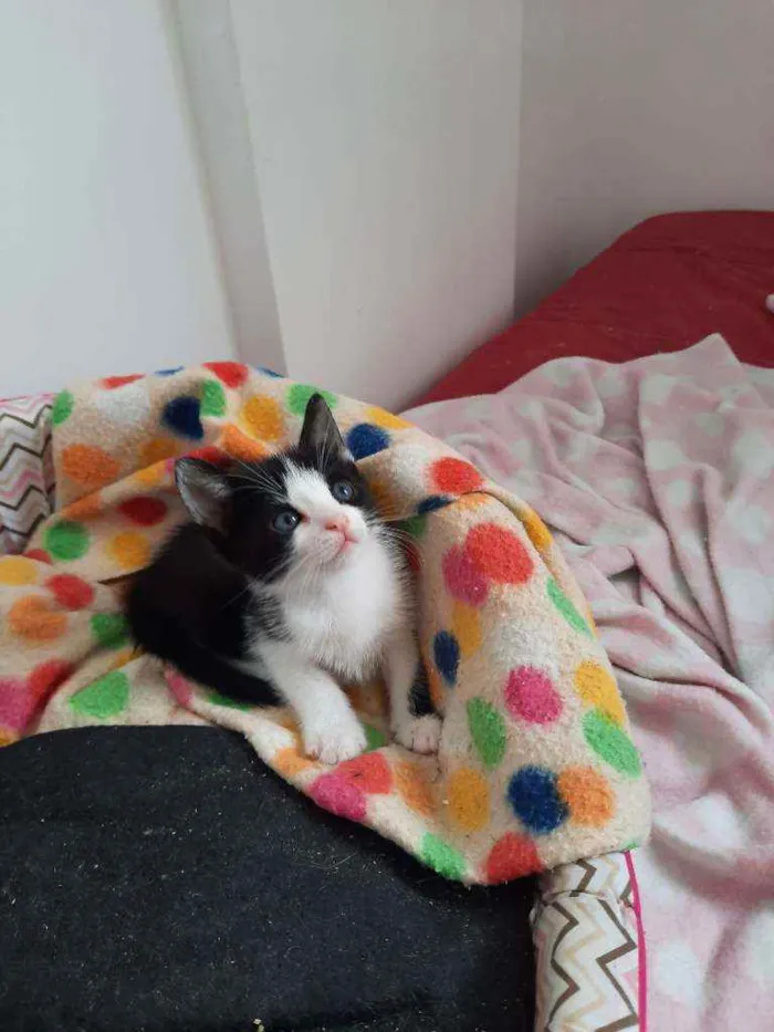 Gato ra a S.R.D. idade Abaixo de 2 meses nome Mingau