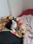 Mingau