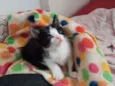 Mingau