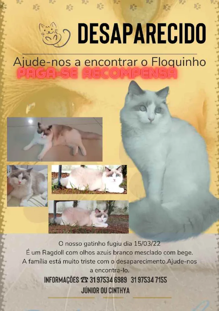 Gato ra a ragdoll idade 1 ano nome floquinho