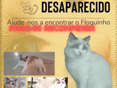 Gato raça ragdoll idade 1 ano nome floquinho