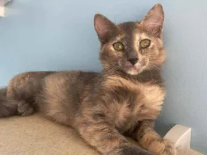 Gato raça  idade 2 a 6 meses nome SuzY