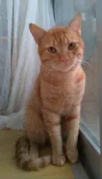 SIMBA