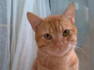 Gato raça srd idade 1 ano nome SIMBA