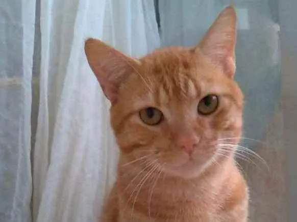 Gato ra a srd idade 1 ano nome SIMBA