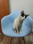 Kira
