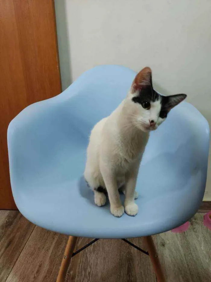 Gato raça Srd idade 1 ano nome Kira