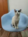 Kira