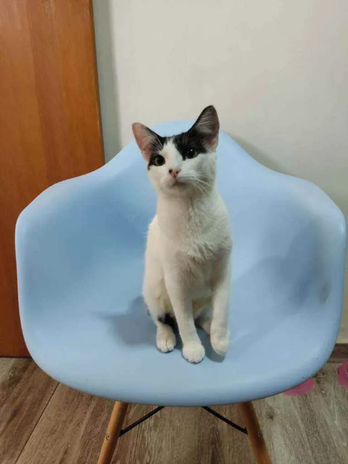 Gato raça Srd idade 1 ano nome Kira