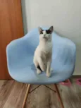 Kira
