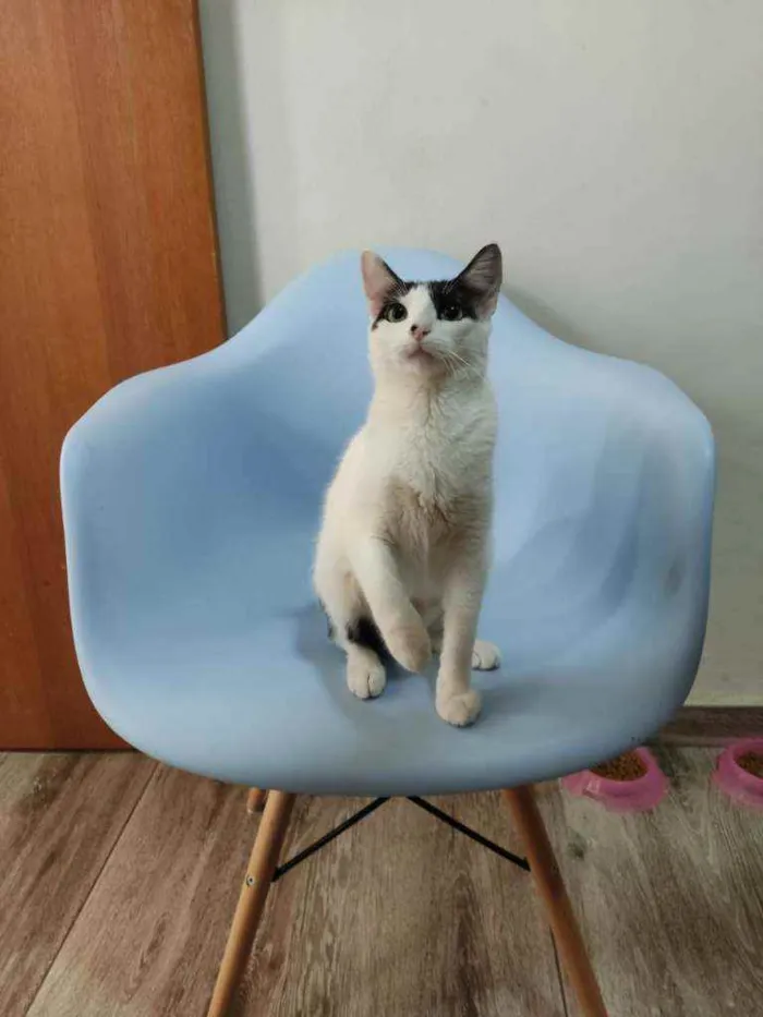 Gato raça Srd idade 1 ano nome Kira