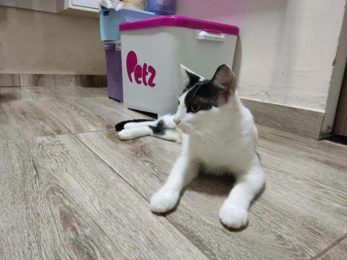 Gato raça Srd idade 1 ano nome Kira