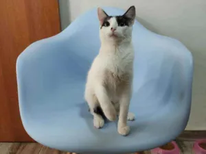 Gato raça Srd idade 1 ano nome Kira