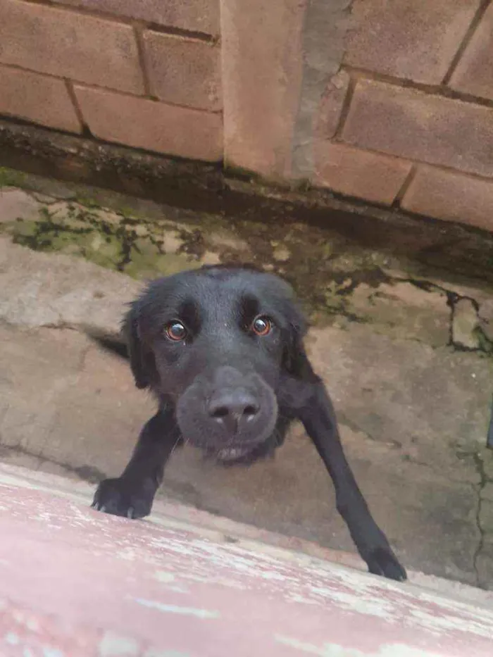 Cachorro ra a Indefinida(Border c/ Labrador) idade 7 a 11 meses nome Pretinho e Meg