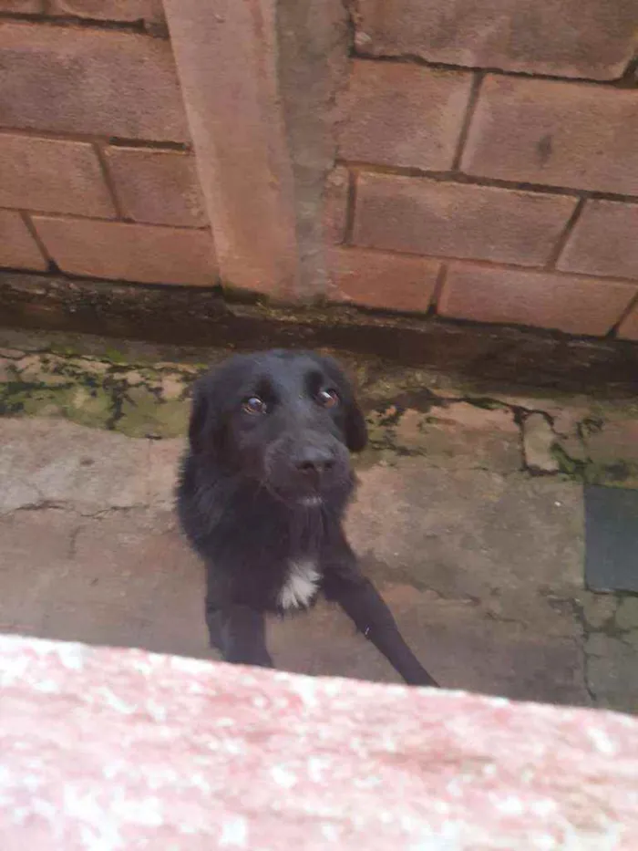 Cachorro ra a Indefinida(Border c/ Labrador) idade 7 a 11 meses nome Pretinho e Meg