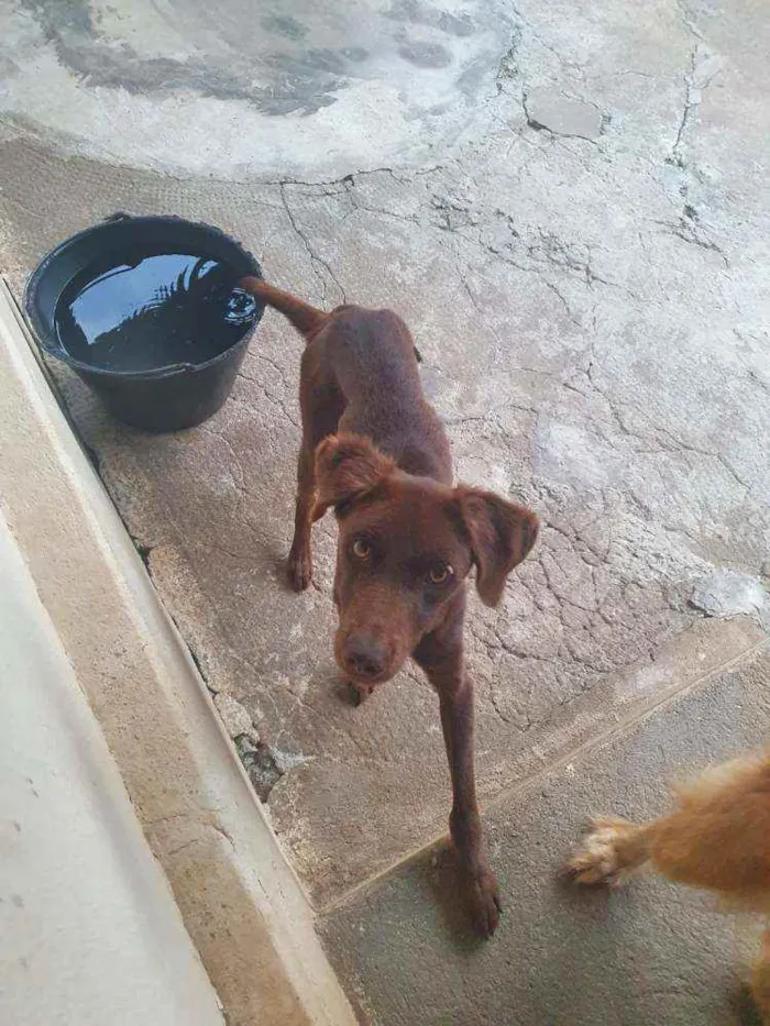 Cachorro ra a Indefinida(Border c/ Labrador) idade 7 a 11 meses nome Pretinho e Meg