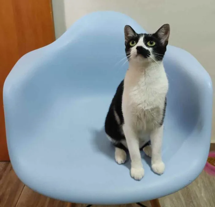 Gato raça Srd idade 1 ano nome Nina