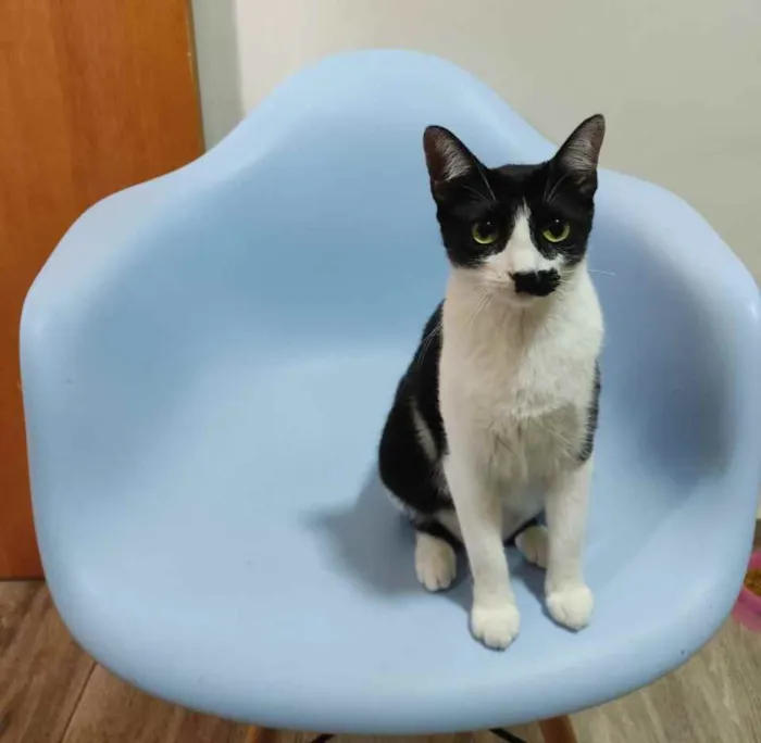 Gato raça Srd idade 1 ano nome Nina