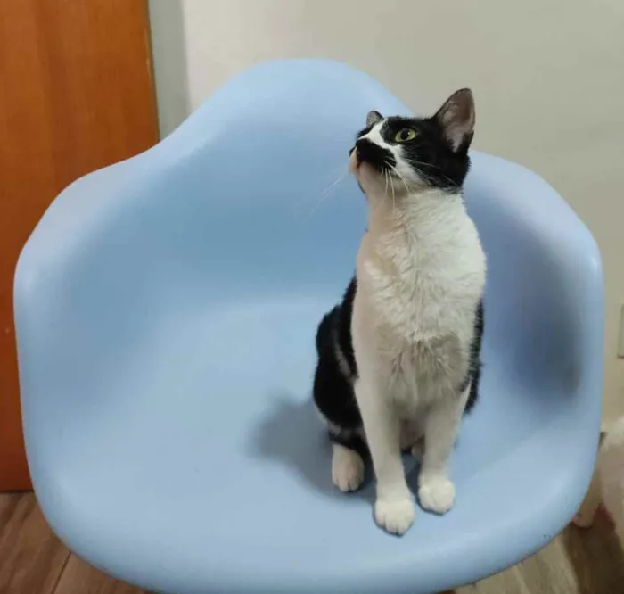 Gato raça Srd idade 1 ano nome Nina