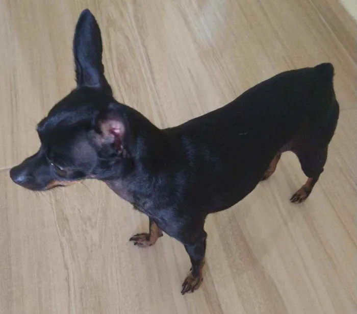 Cachorro ra a Pinscher idade 2 anos nome Melina