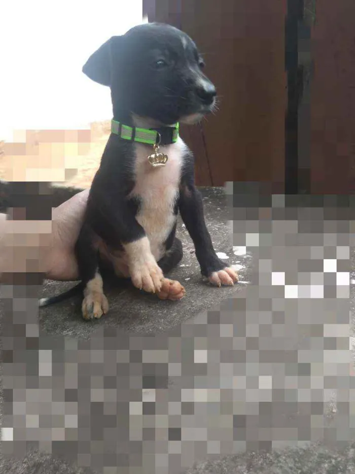 Cachorro ra a SRD idade Abaixo de 2 meses nome Bily