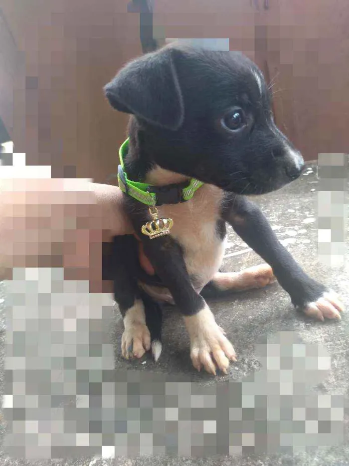 Cachorro ra a SRD idade Abaixo de 2 meses nome Bily