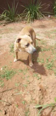 Bob
