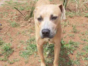 Cachorro raça SRD idade 1 ano nome Bob