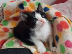 Gato raça S.R.D. idade Abaixo de 2 meses nome Mingau